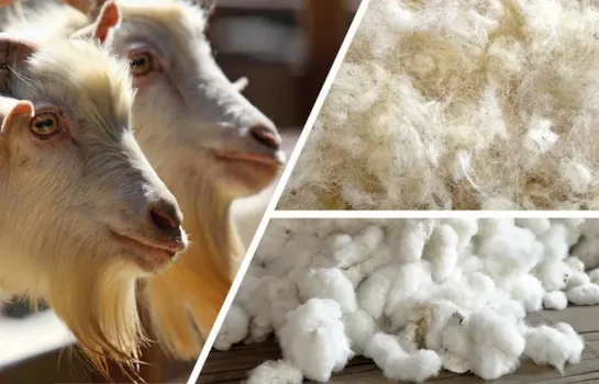 آشنایی با پشم یکی از الیاف حیوانی